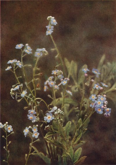 Flores silvestres: nomeolvides (foto a color) de Charles Essenhigh Corke
