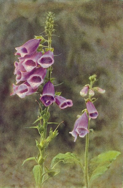 Flores silvestres: Dedalera (foto a color) de Charles Essenhigh Corke