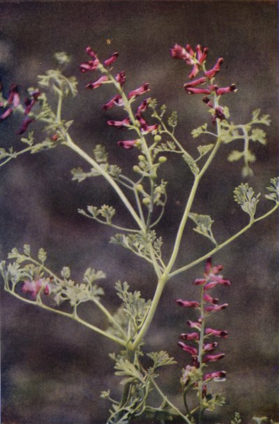 Flores silvestres: Fumitoria (foto color) de Charles Essenhigh Corke