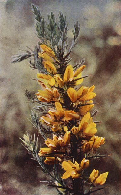 Flores silvestres: Aulagas (foto a color) de Charles Essenhigh Corke