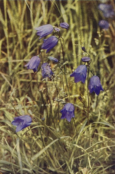Flores silvestres: Hairbell (foto a color) de Charles Essenhigh Corke
