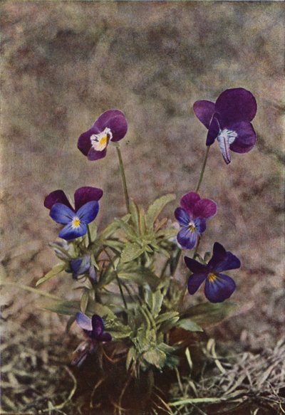 Flores silvestres: Heartsease (foto a color) de Charles Essenhigh Corke