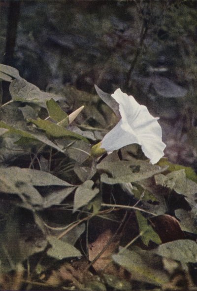 Flores silvestres: Hedge Convolvulus (foto a color) de Charles Essenhigh Corke