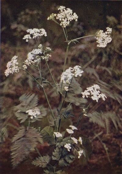 Flores silvestres: Hedge Persley (foto en color) de Charles Essenhigh Corke