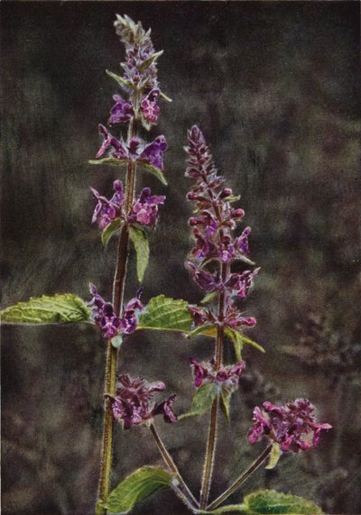 Flores silvestres: Hedge Stachys (foto a color) de Charles Essenhigh Corke