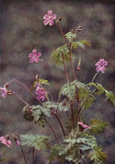 Flores silvestres: Herb Robert (foto a color) de Charles Essenhigh Corke
