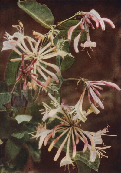 Flores silvestres: Madreselva (foto a color) de Charles Essenhigh Corke