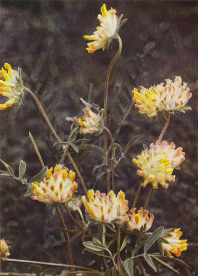 Flores silvestres: Kidney Vetch (foto a color) de Charles Essenhigh Corke