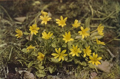 Flores silvestres: celidonia menor (foto a color) de Charles Essenhigh Corke