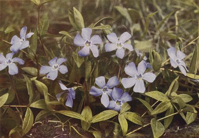 Flores silvestres: bígaro menor (foto en color) de Charles Essenhigh Corke