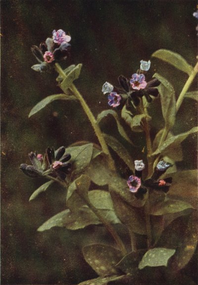 Flores silvestres: Lungwort (foto en color) de Charles Essenhigh Corke