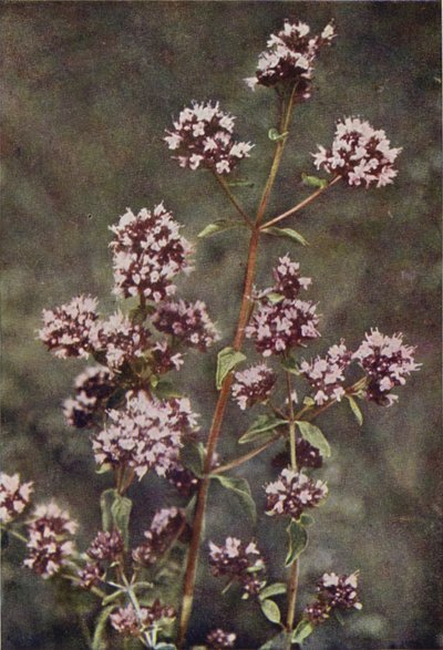 Flores silvestres: Mejorana (foto color) de Charles Essenhigh Corke