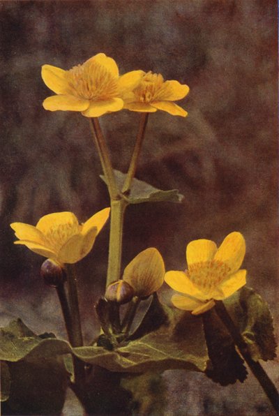 Flores silvestres: Marsh Marigold (foto en color) de Charles Essenhigh Corke