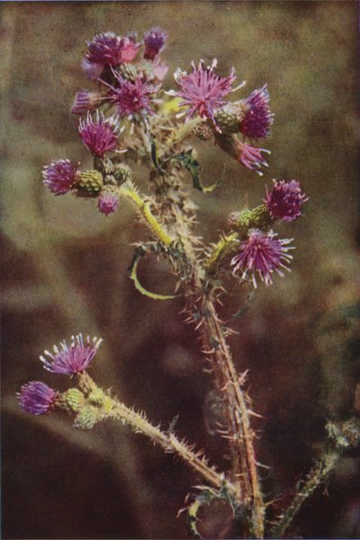 Flores silvestres: Marsh Thistle (foto a color) de Charles Essenhigh Corke