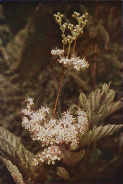 Flores silvestres: Meadow-Sweet (foto a color) de Charles Essenhigh Corke