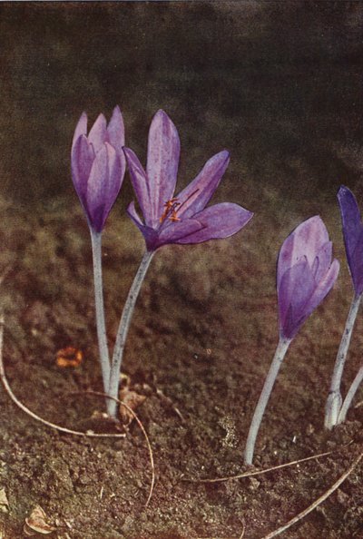 Flores silvestres: Meadow Saffron (foto en color) de Charles Essenhigh Corke