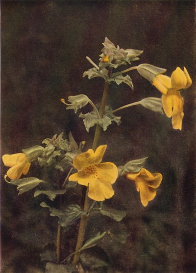 Flores silvestres: Monkey Flower (foto a color) de Charles Essenhigh Corke