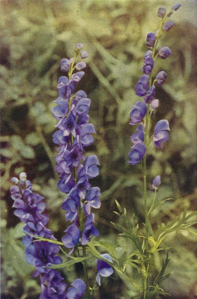 Flores silvestres: Acónito (foto color) de Charles Essenhigh Corke