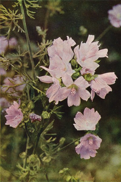 Flores silvestres: Musk Mallow (foto a color) de Charles Essenhigh Corke