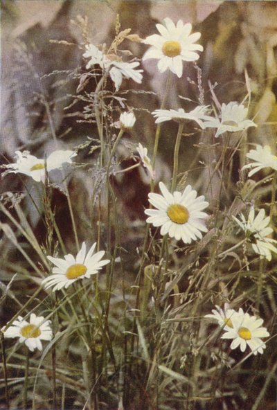 Flores silvestres: Margarita ojo de buey (foto en color) de Charles Essenhigh Corke