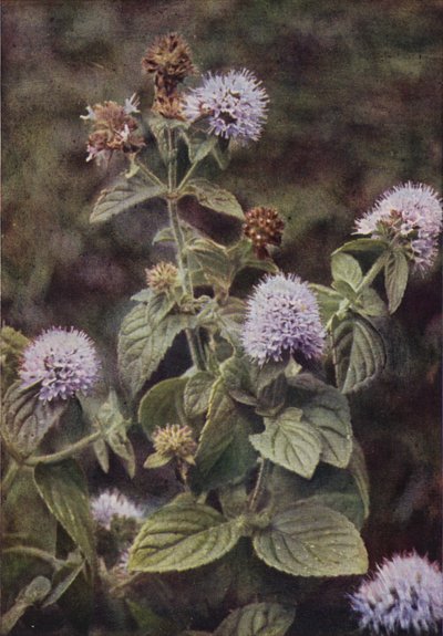 Flores silvestres: menta-pimienta (foto en color) de Charles Essenhigh Corke