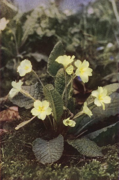 Flores silvestres: Primrose (foto a color) de Charles Essenhigh Corke