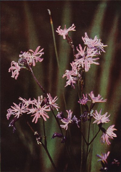 Flores silvestres: Ragged Robin (foto a color) de Charles Essenhigh Corke