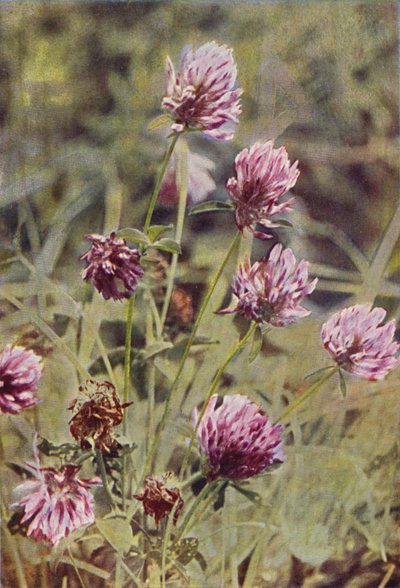 Flores silvestres: trébol rojo (foto a color) de Charles Essenhigh Corke