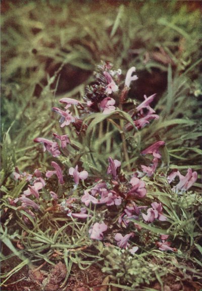 Flores silvestres: Sonajero rojo (foto color) de Charles Essenhigh Corke