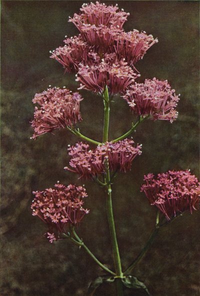 Flores silvestres: Valeriana roja (foto color) de Charles Essenhigh Corke