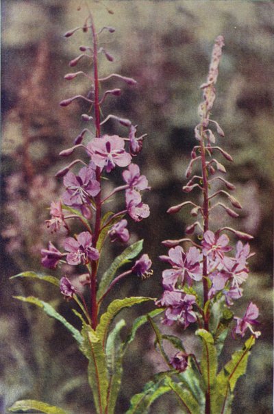 Flores silvestres: hierba de sauce rosa y bahía (foto en color) de Charles Essenhigh Corke