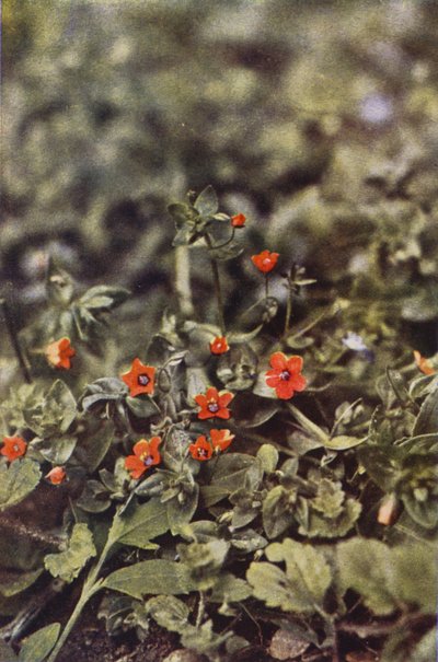 Flores silvestres: Pimpinela escarlata (foto en color) de Charles Essenhigh Corke