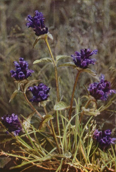 Flores silvestres: Self-Heal (foto a color) de Charles Essenhigh Corke