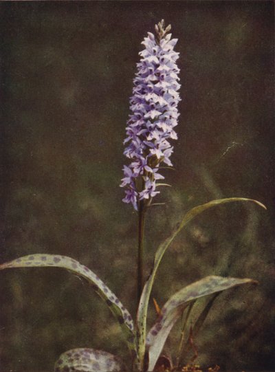 Flores silvestres: Spotted Orchis (foto a color) de Charles Essenhigh Corke