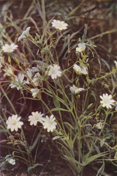 Flores silvestres: Stitchwort (foto a color) de Charles Essenhigh Corke