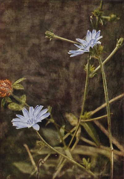 Flores silvestres: Succory (foto a color) de Charles Essenhigh Corke
