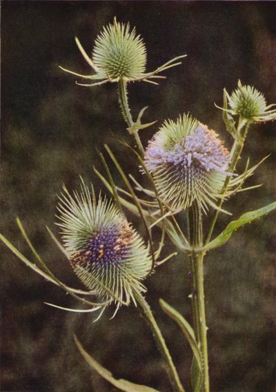 Flores silvestres: cardo (foto a color) de Charles Essenhigh Corke