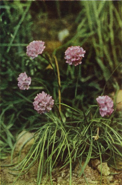 Flores silvestres: Thrift (foto a color) de Charles Essenhigh Corke