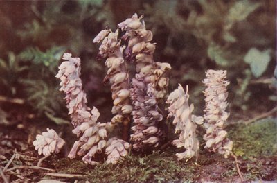 Flores silvestres: Toothwort (foto a color) de Charles Essenhigh Corke