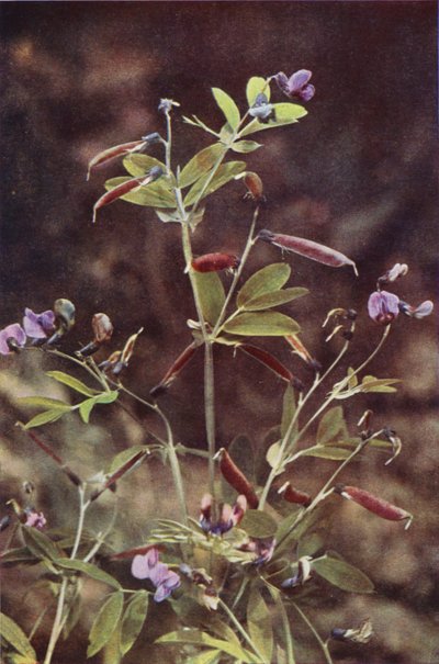 Flores silvestres: guisante amargo tuberoso (foto en color) de Charles Essenhigh Corke