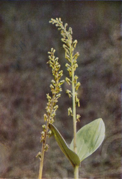 Flores silvestres: Twayblade (foto a color) de Charles Essenhigh Corke