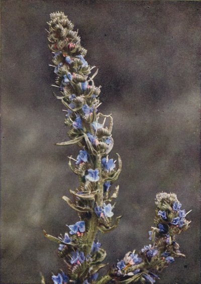 Flores silvestres: Viper