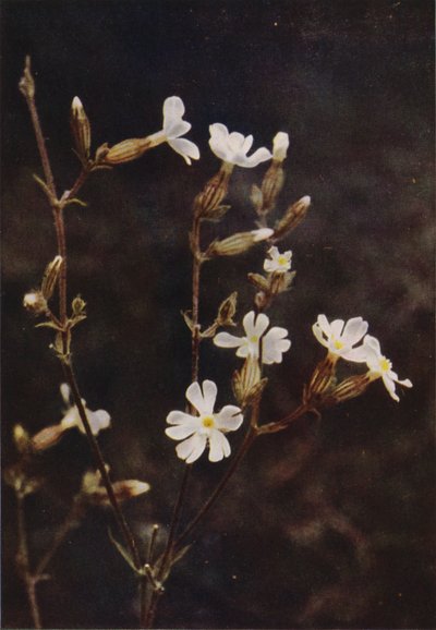Flores silvestres: White Campion (foto a color) de Charles Essenhigh Corke