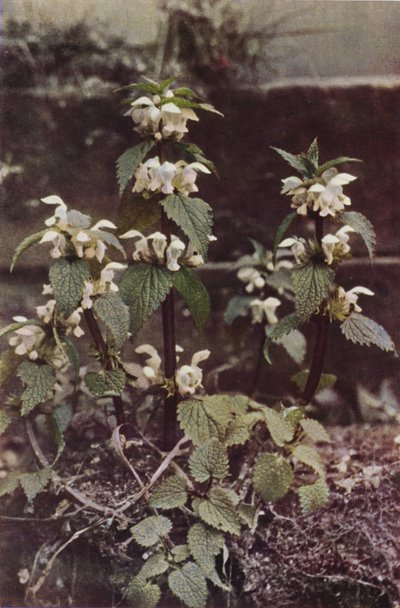 Flores silvestres: White Deadnettle (foto a color) de Charles Essenhigh Corke