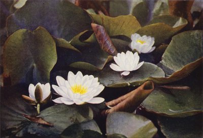 Flores silvestres: Nenúfar blanco (foto en color) de Charles Essenhigh Corke
