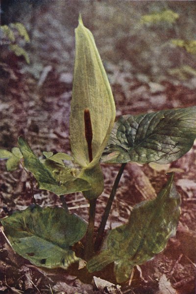 Flores silvestres: Wild Arum (foto en color) de Charles Essenhigh Corke