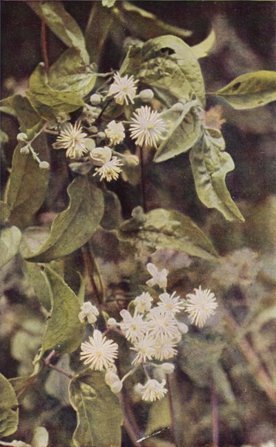 Flores silvestres: Wild Clematis (foto en color) de Charles Essenhigh Corke