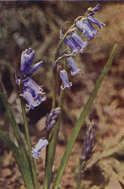 Flores silvestres: Jacinto silvestre (foto a color) de Charles Essenhigh Corke