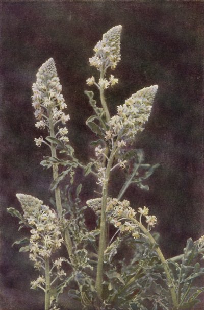 Flores silvestres: Wild Mignonette (foto en color) de Charles Essenhigh Corke
