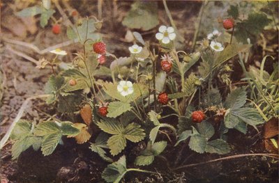 Flores silvestres: Fresa silvestre (foto a color) de Charles Essenhigh Corke